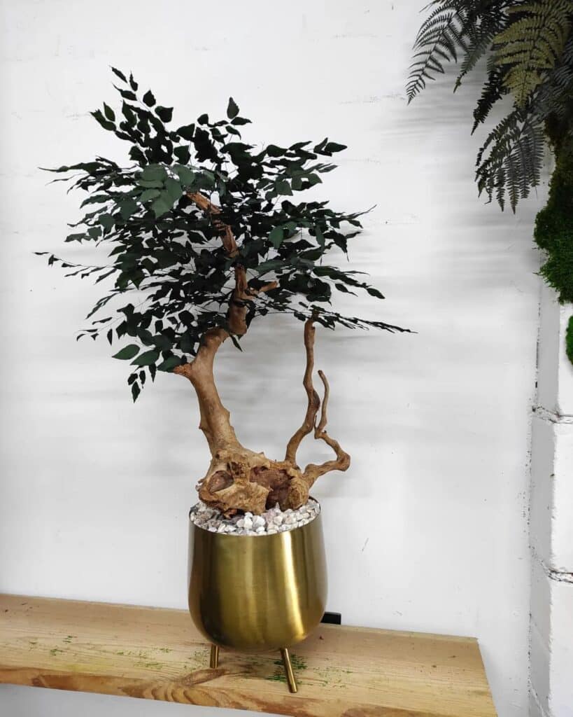 Drzewka do domu i biura z roślin stabilizowanych - bonsai - Marzenia do Spełnienia